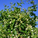 Araujia sericofera (5)
